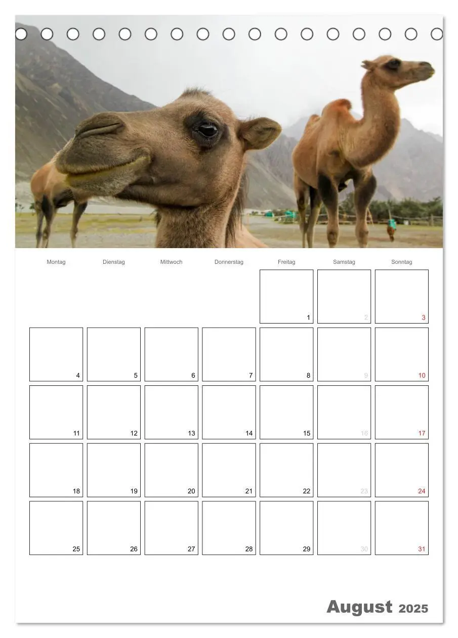 Bild: 9783457022153 | Kamel Porträt (Tischkalender 2025 DIN A5 hoch), CALVENDO...