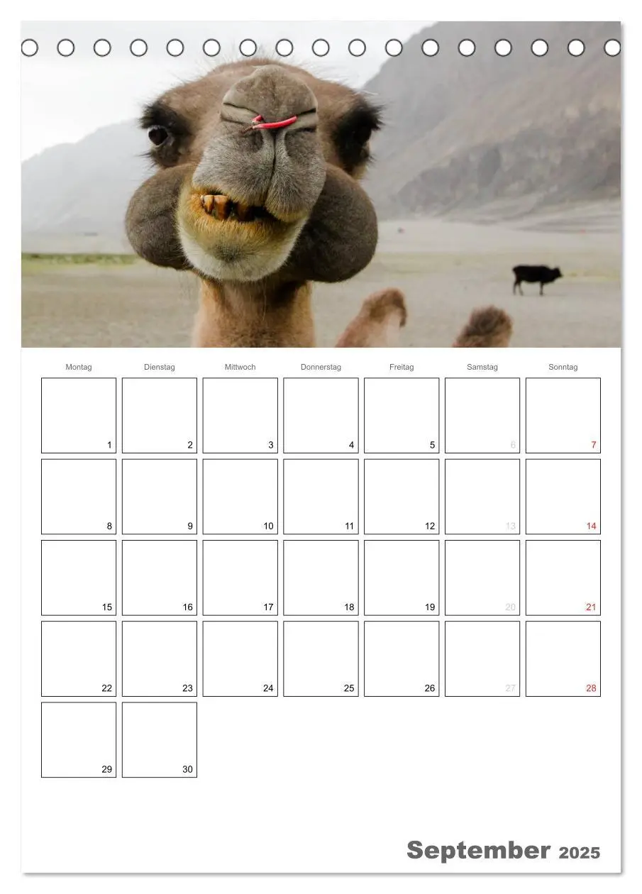 Bild: 9783457022153 | Kamel Porträt (Tischkalender 2025 DIN A5 hoch), CALVENDO...
