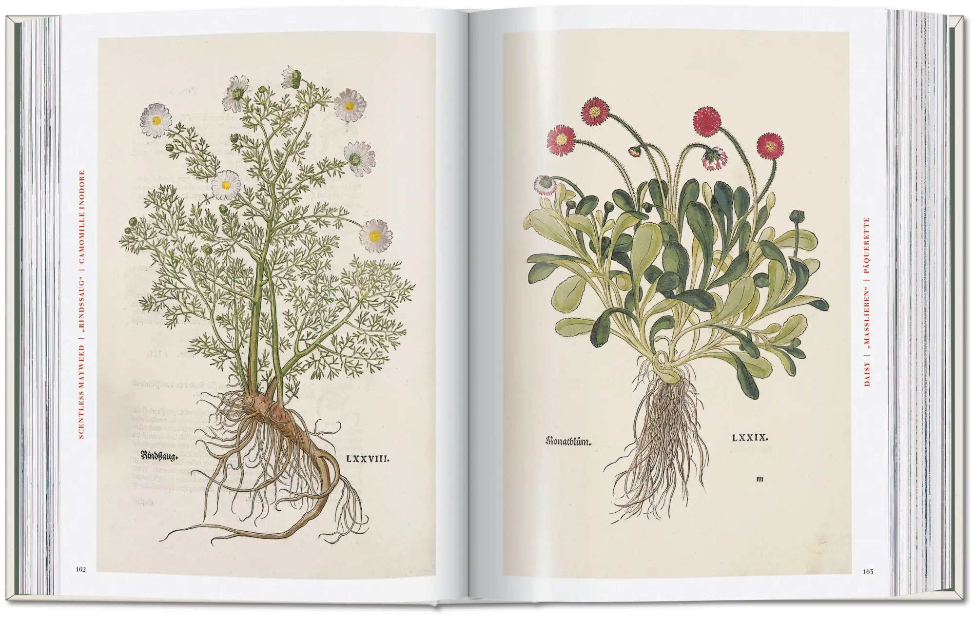 Bild: 9783754402153 | Leonhart Fuchs | The New Herbal | Werner Dressendörfer | Buch | 752 S.