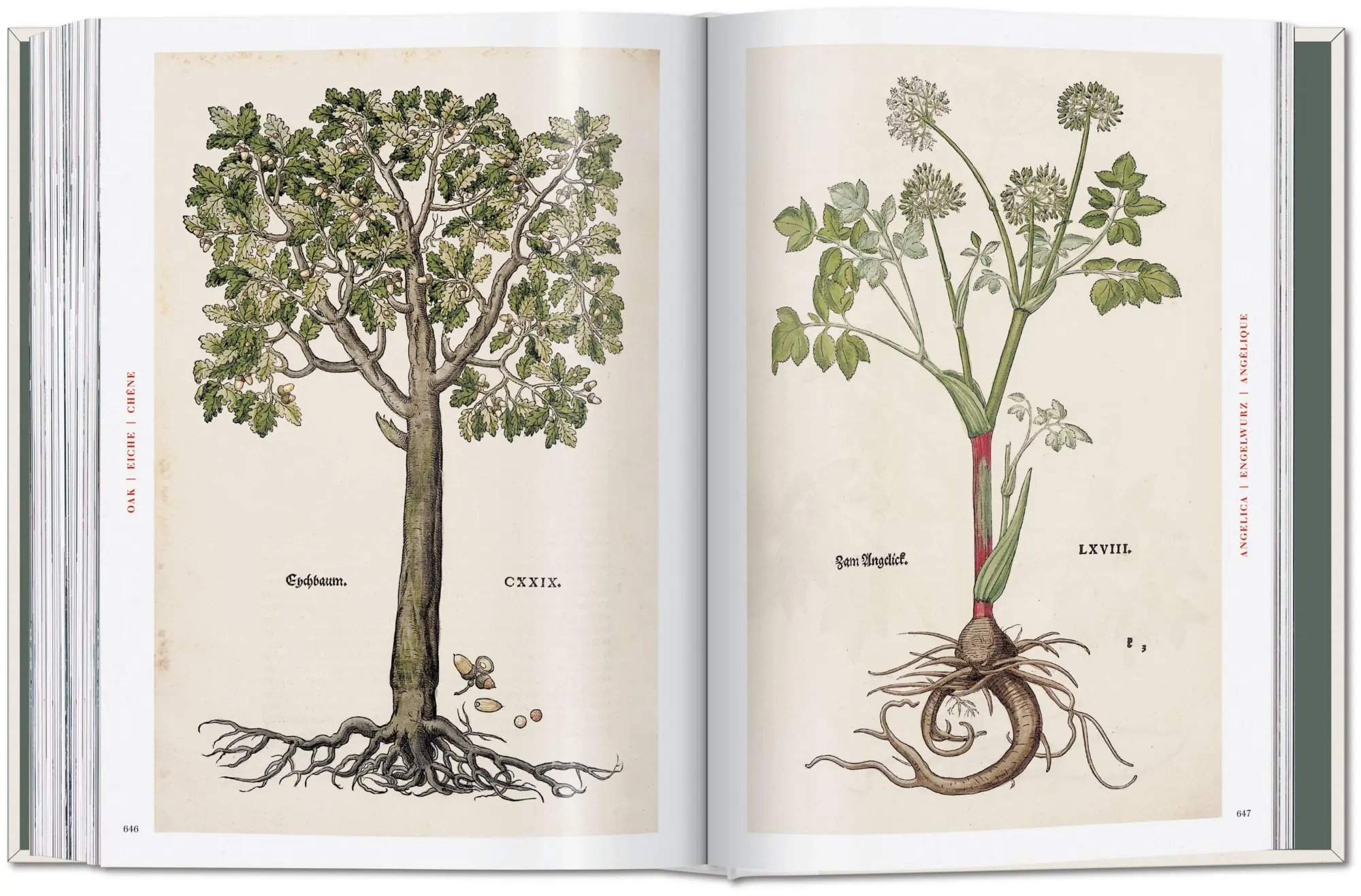 Bild: 9783754402153 | Leonhart Fuchs | The New Herbal | Werner Dressendörfer | Buch | 752 S.