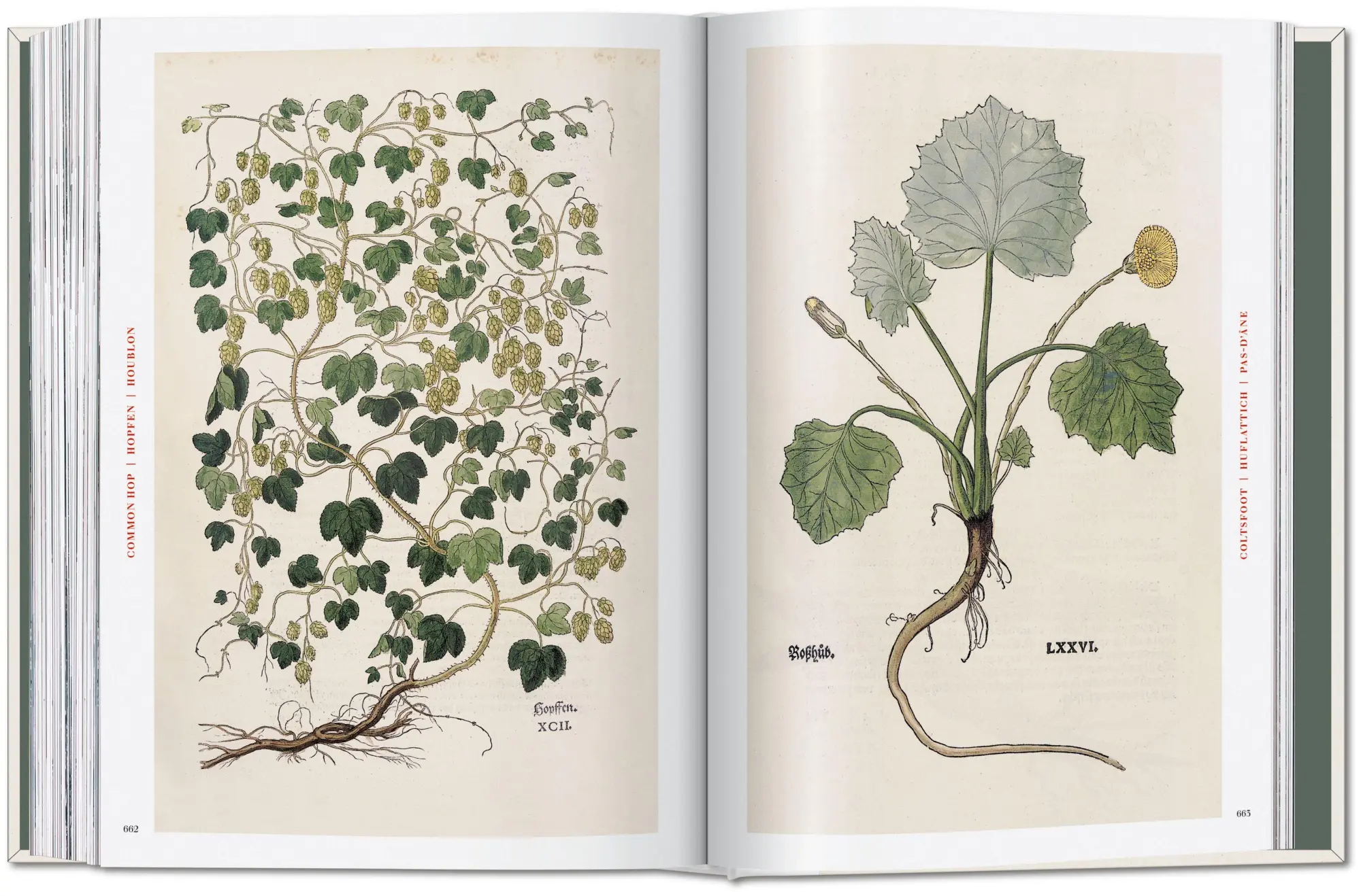 Bild: 9783754402153 | Leonhart Fuchs | The New Herbal | Werner Dressendörfer | Buch | 752 S.