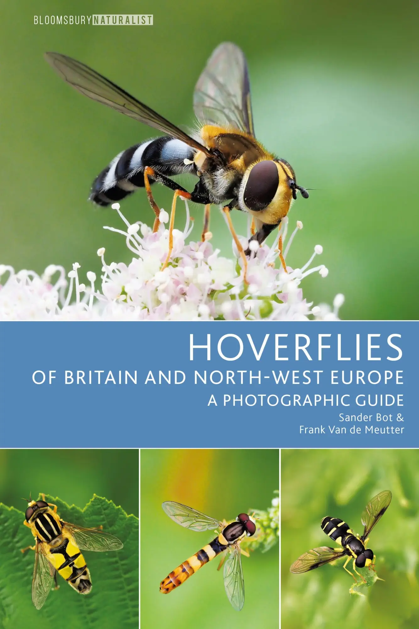Cover: 9781399402453 | Hoverflies of Britain and North-West Europe | A Photographic Guide