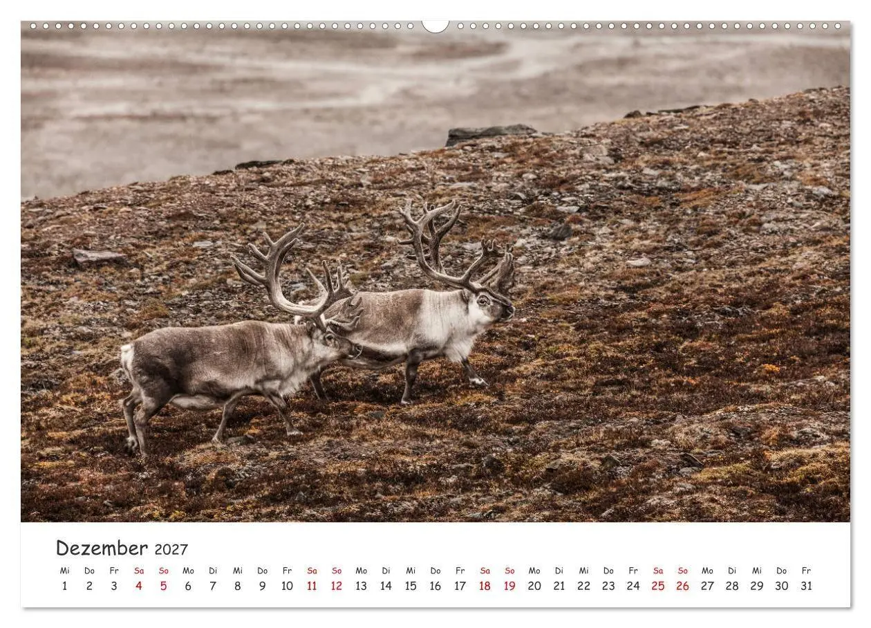Bild: 9783569722453 | Rentiere (hochwertiger Premium Wandkalender 2027 DIN A2 quer),...