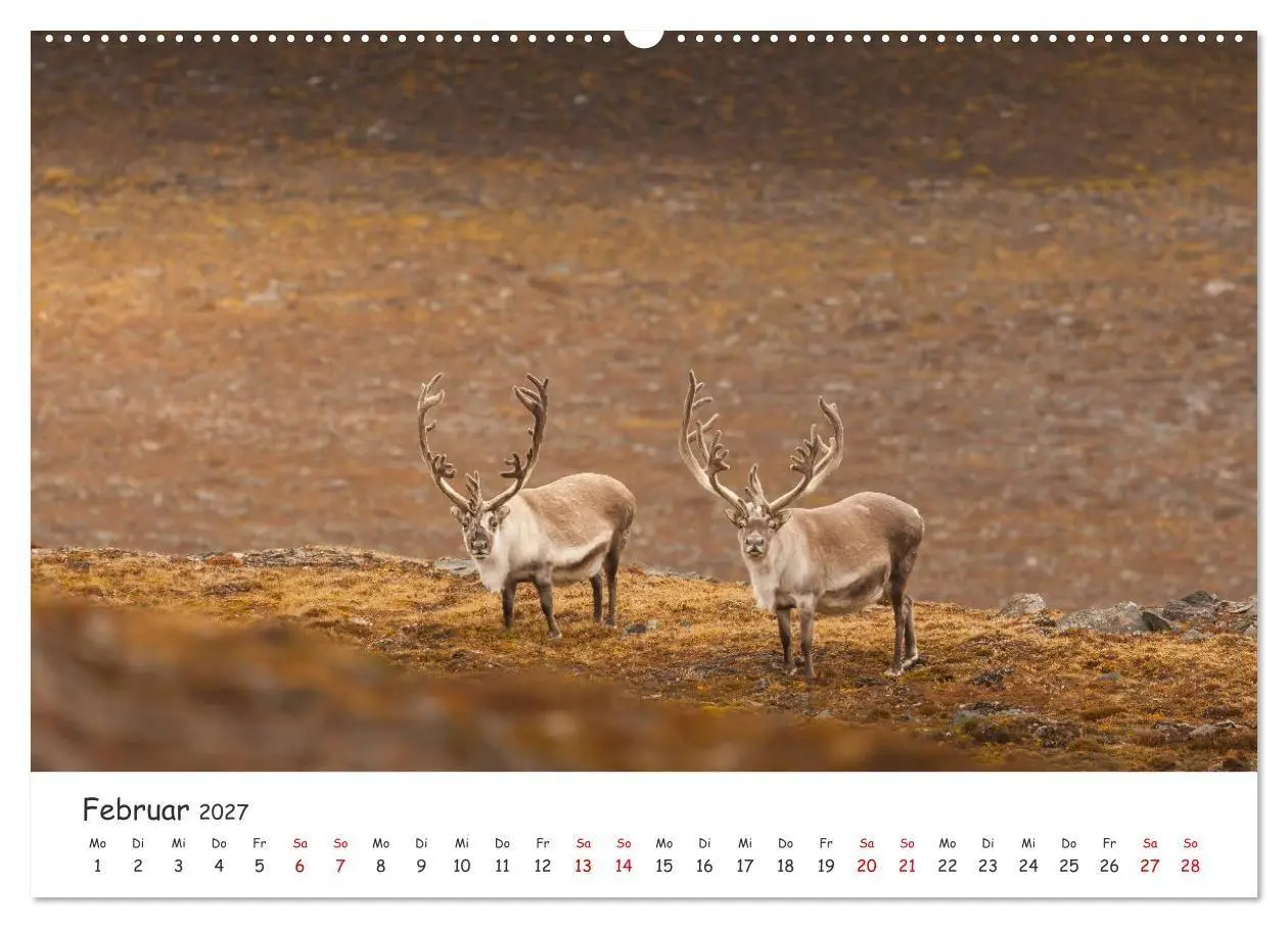 Bild: 9783569722453 | Rentiere (hochwertiger Premium Wandkalender 2027 DIN A2 quer),...