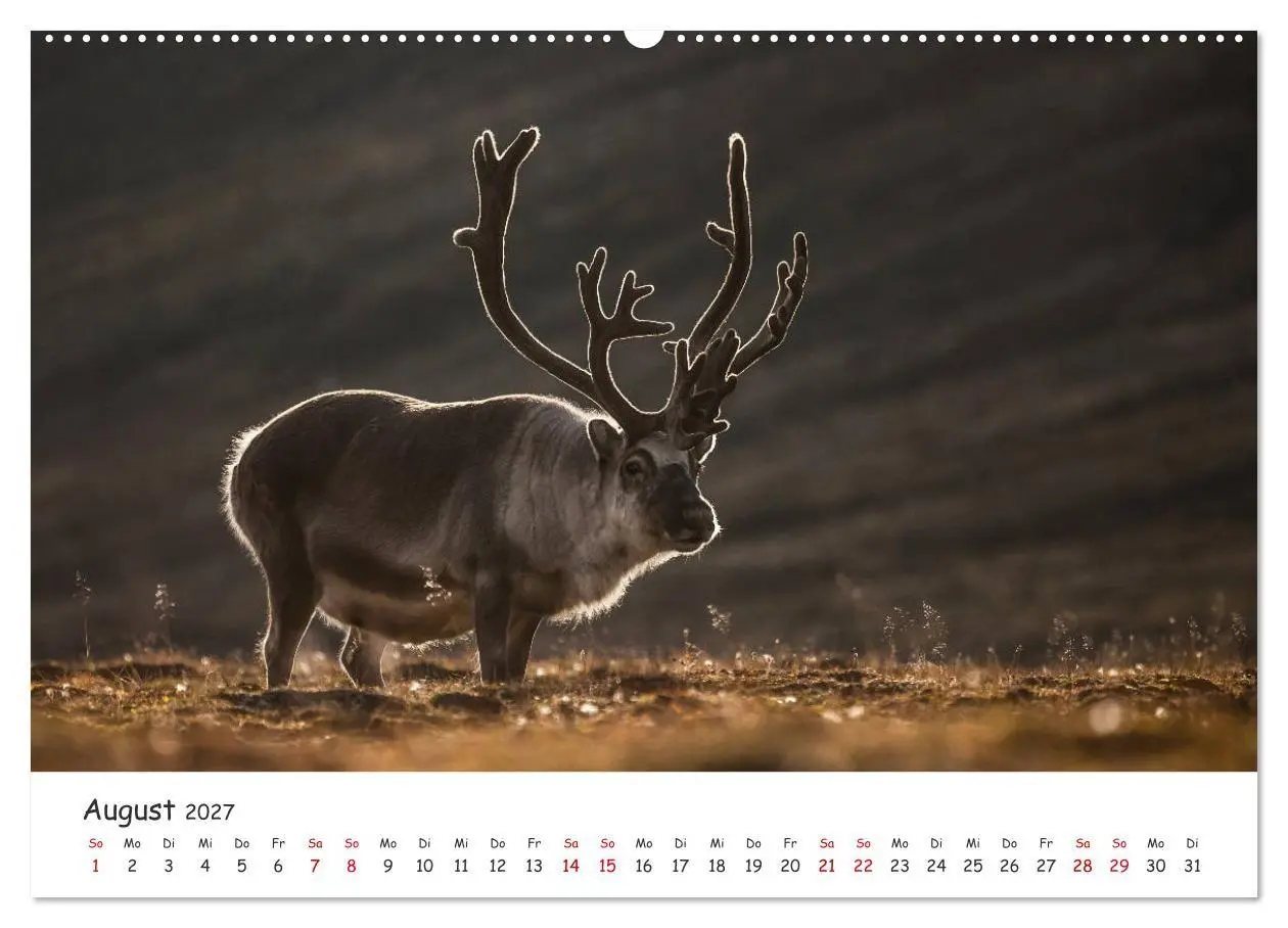Bild: 9783569722453 | Rentiere (hochwertiger Premium Wandkalender 2027 DIN A2 quer),...