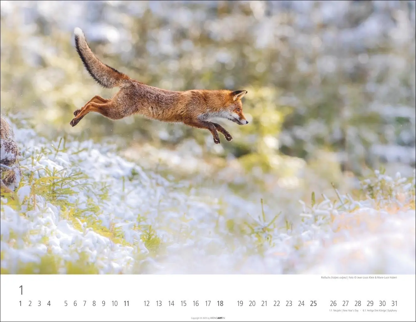Bild: 9783839902653 | Heimische Wildtiere Kalender 2026 | Kalender | Tierkalender Weingarten