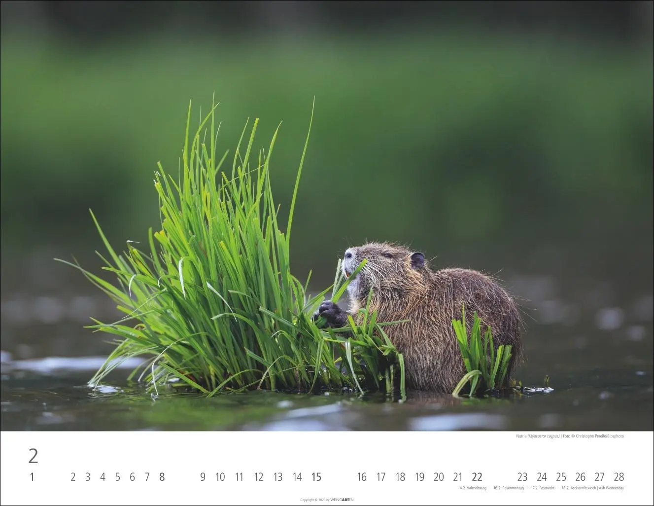 Bild: 9783839902653 | Heimische Wildtiere Kalender 2026 | Kalender | Tierkalender Weingarten
