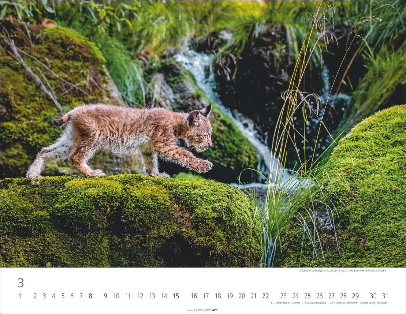 Bild: 9783839902653 | Heimische Wildtiere Kalender 2026 | Kalender | Tierkalender Weingarten