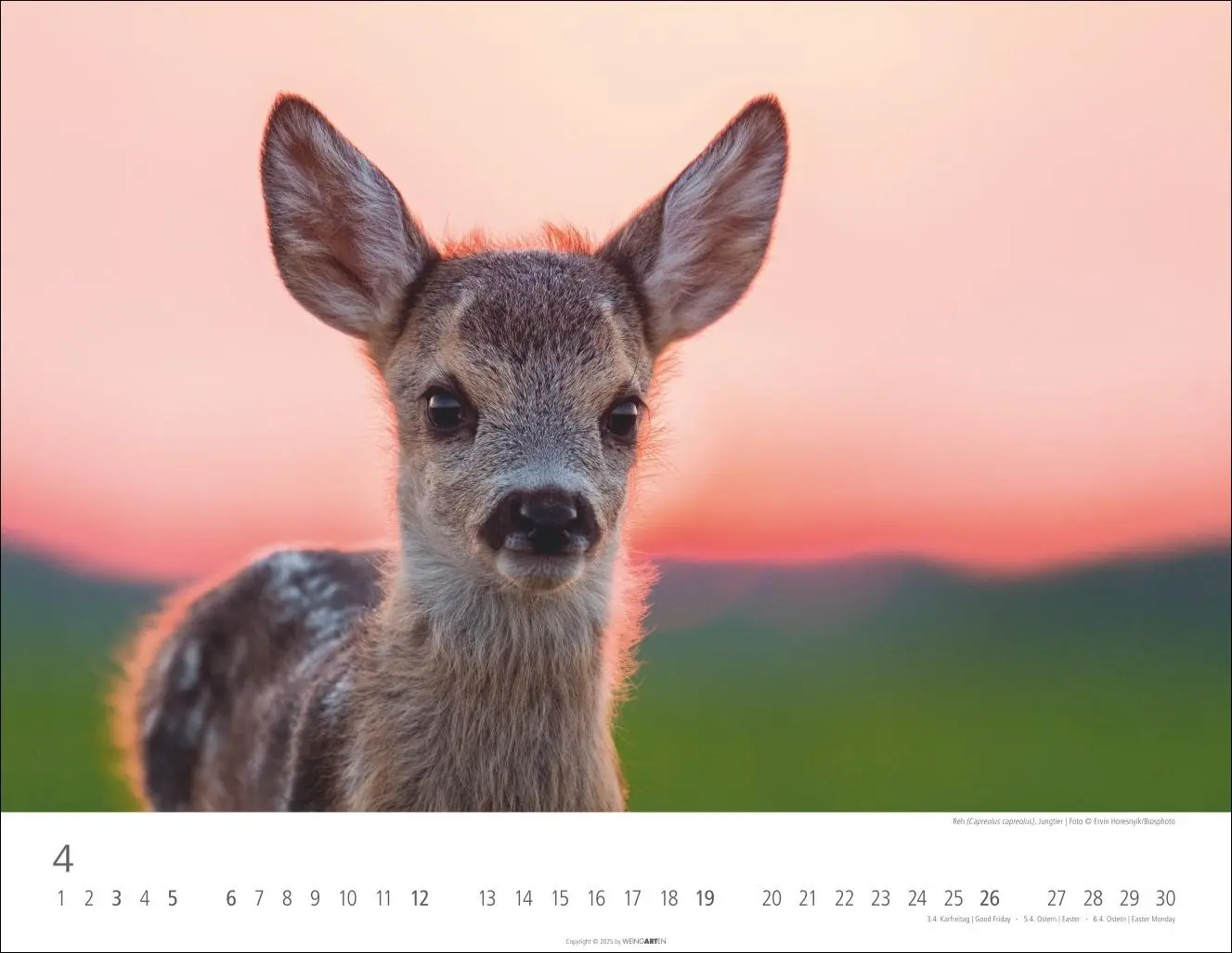 Bild: 9783839902653 | Heimische Wildtiere Kalender 2026 | Kalender | Tierkalender Weingarten