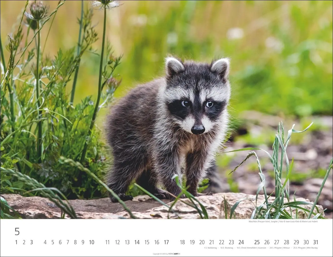 Bild: 9783839902653 | Heimische Wildtiere Kalender 2026 | Kalender | Tierkalender Weingarten