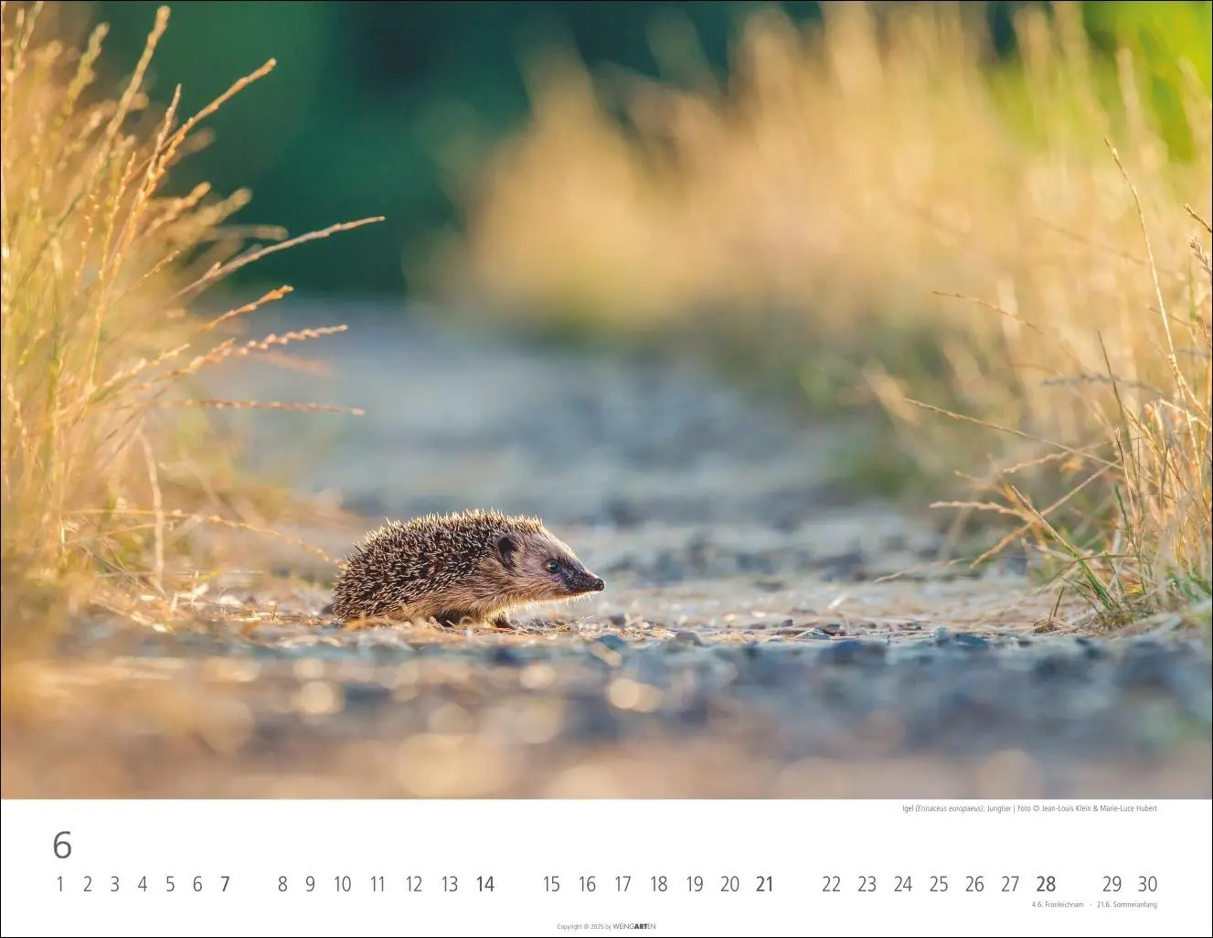 Bild: 9783839902653 | Heimische Wildtiere Kalender 2026 | Kalender | Tierkalender Weingarten