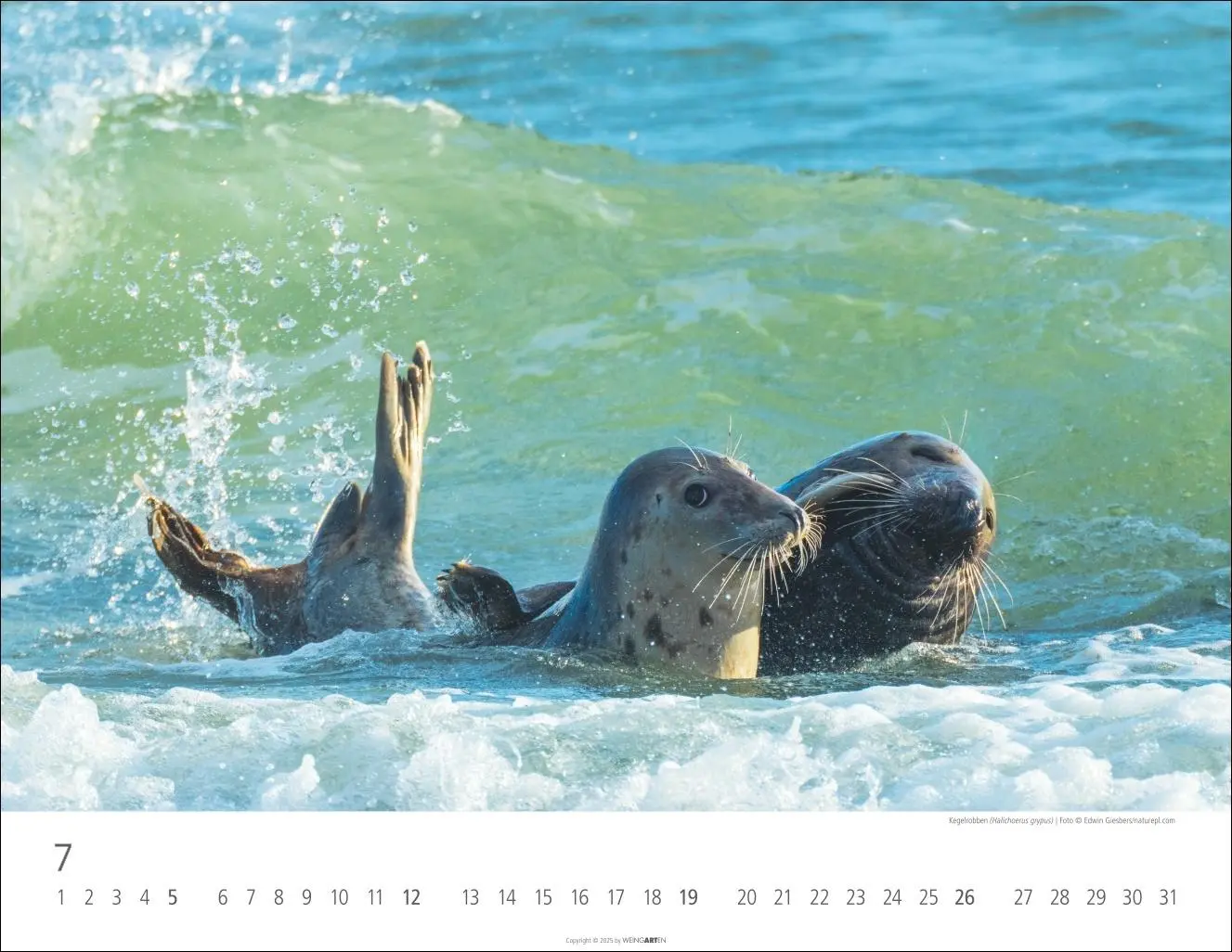 Bild: 9783839902653 | Heimische Wildtiere Kalender 2026 | Kalender | Tierkalender Weingarten