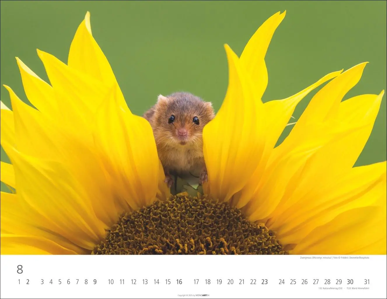 Bild: 9783839902653 | Heimische Wildtiere Kalender 2026 | Kalender | Tierkalender Weingarten