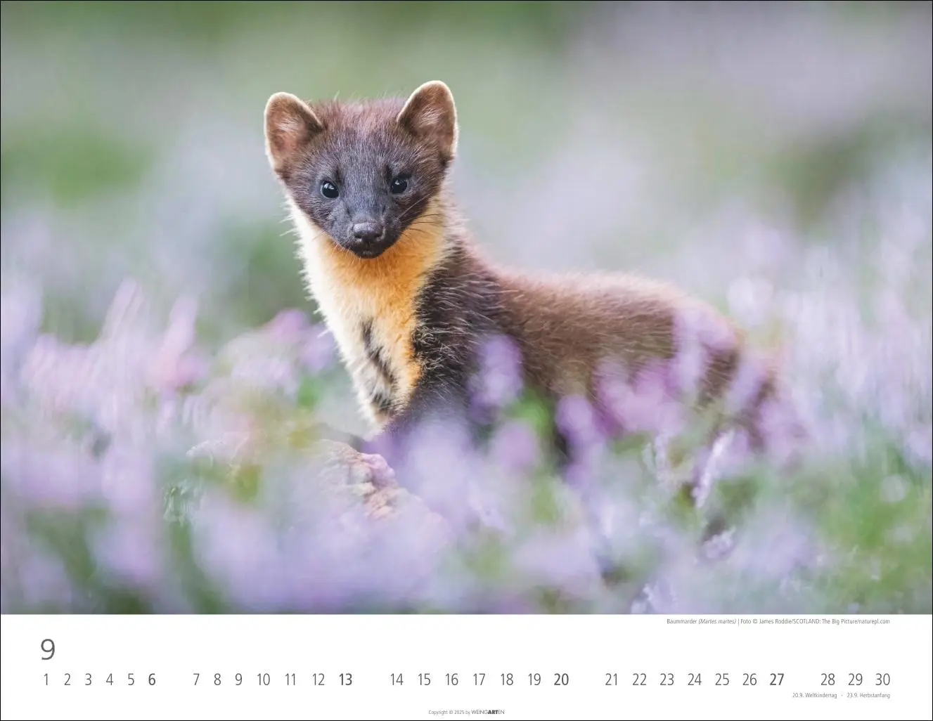 Bild: 9783839902653 | Heimische Wildtiere Kalender 2026 | Kalender | Tierkalender Weingarten