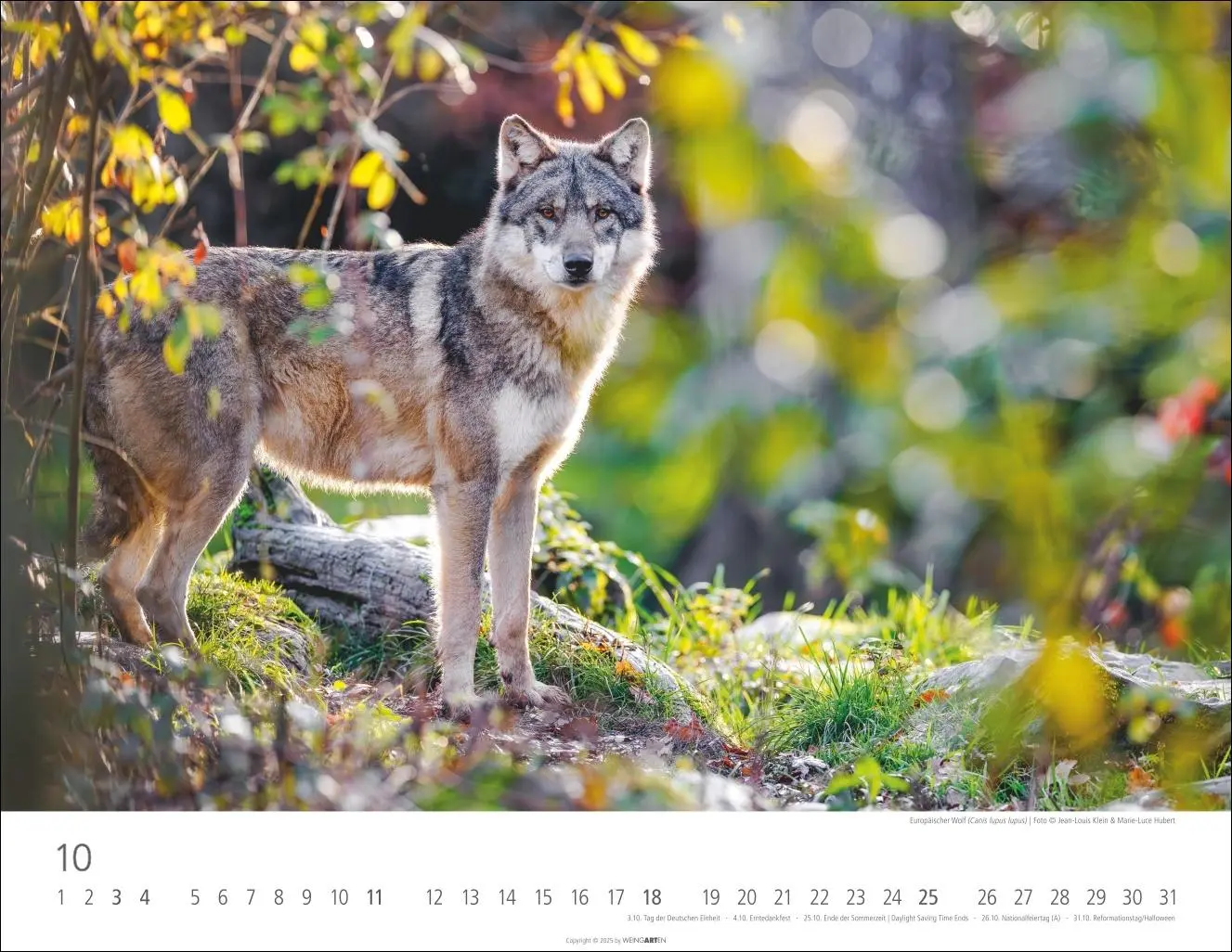 Bild: 9783839902653 | Heimische Wildtiere Kalender 2026 | Kalender | Tierkalender Weingarten
