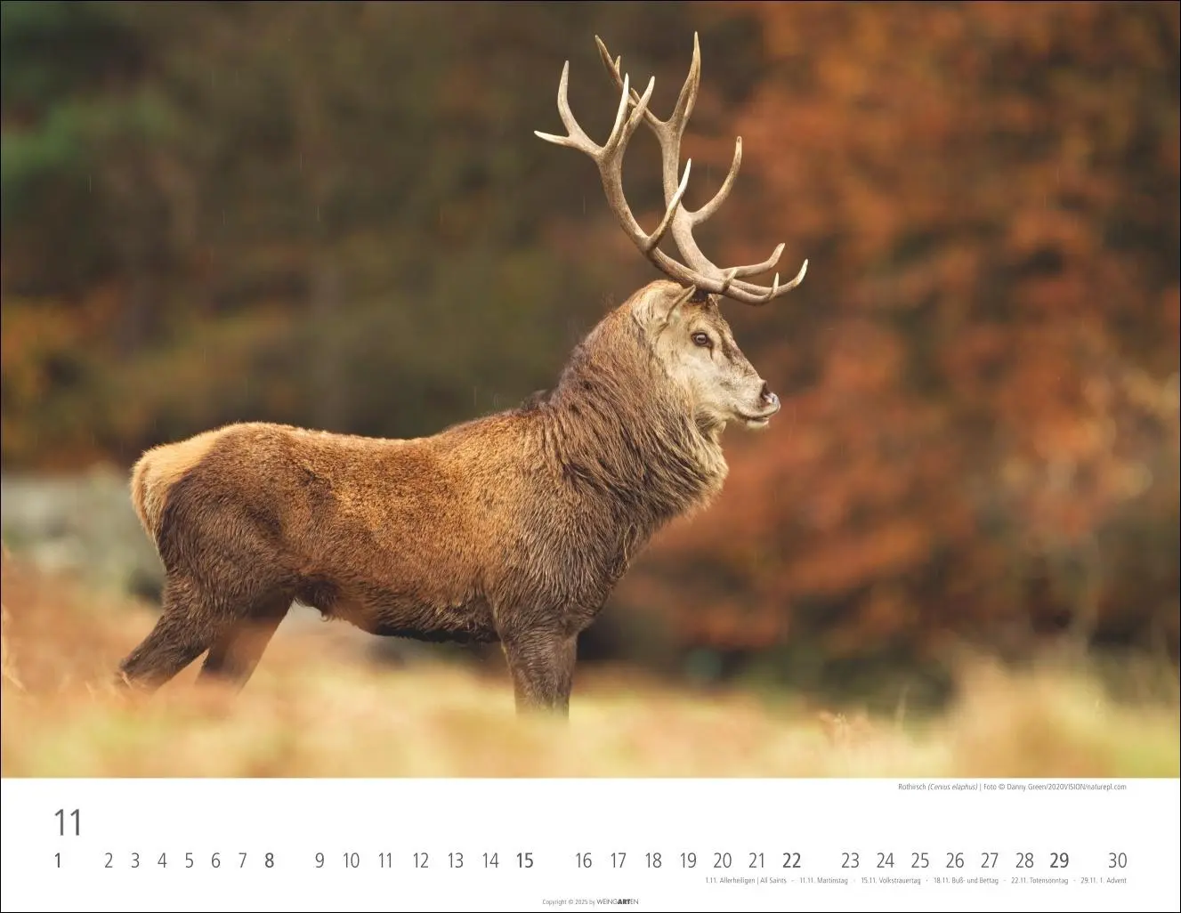 Bild: 9783839902653 | Heimische Wildtiere Kalender 2026 | Kalender | Tierkalender Weingarten