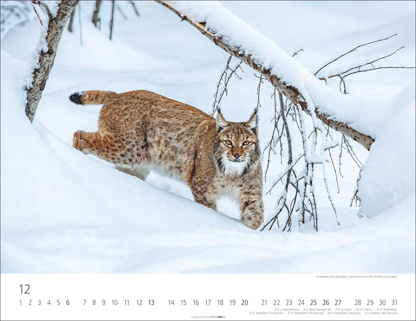 Bild: 9783839902653 | Heimische Wildtiere Kalender 2026 | Kalender | Tierkalender Weingarten