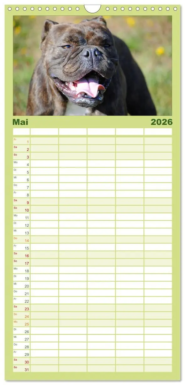 Bild: 9783516512953 | Familienplaner 2026 - Faszination Bulldogge mit 5 Spalten...
