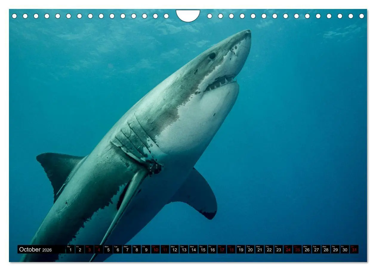 Bild: 9783516563153 | The Great White Shark: King of the Ocean (Wall Calendar 2026 DIN A4...