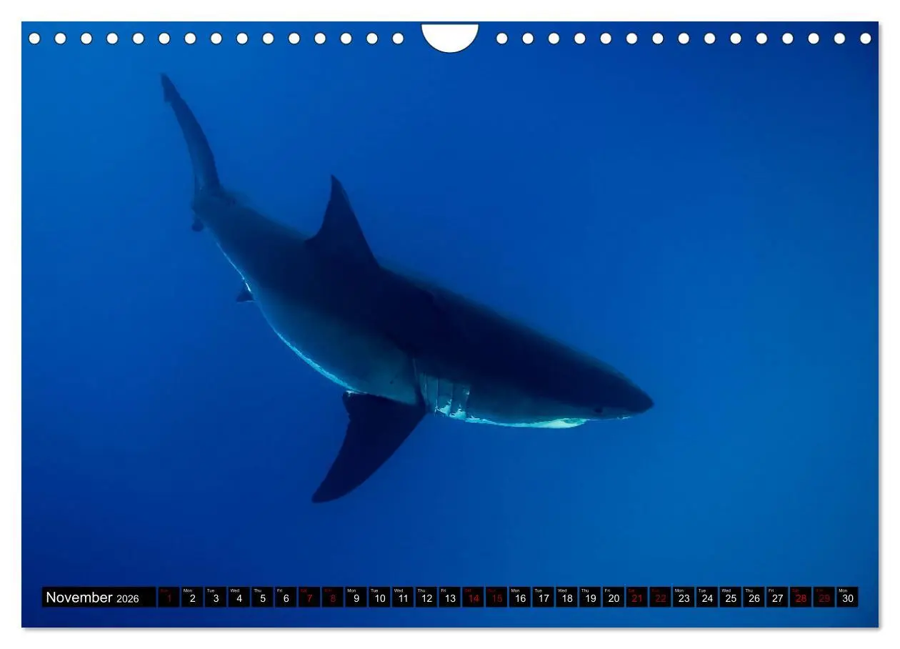 Bild: 9783516563153 | The Great White Shark: King of the Ocean (Wall Calendar 2026 DIN A4...