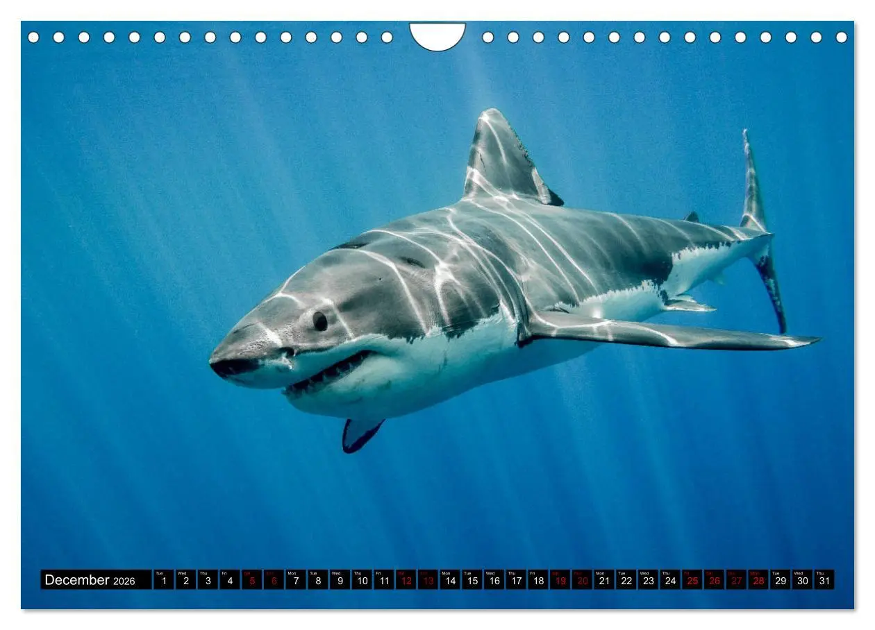 Bild: 9783516563153 | The Great White Shark: King of the Ocean (Wall Calendar 2026 DIN A4...