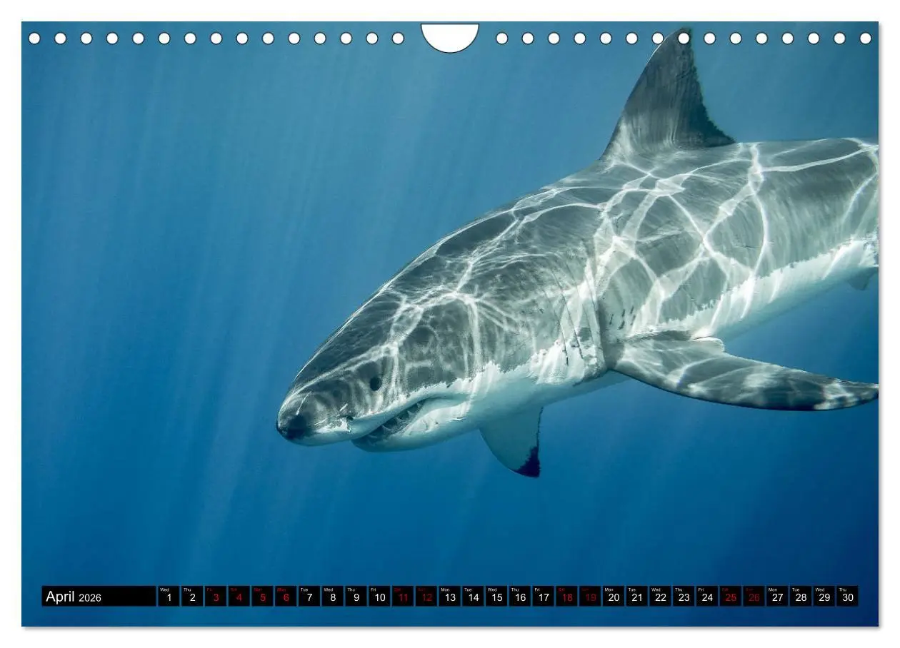 Bild: 9783516563153 | The Great White Shark: King of the Ocean (Wall Calendar 2026 DIN A4...