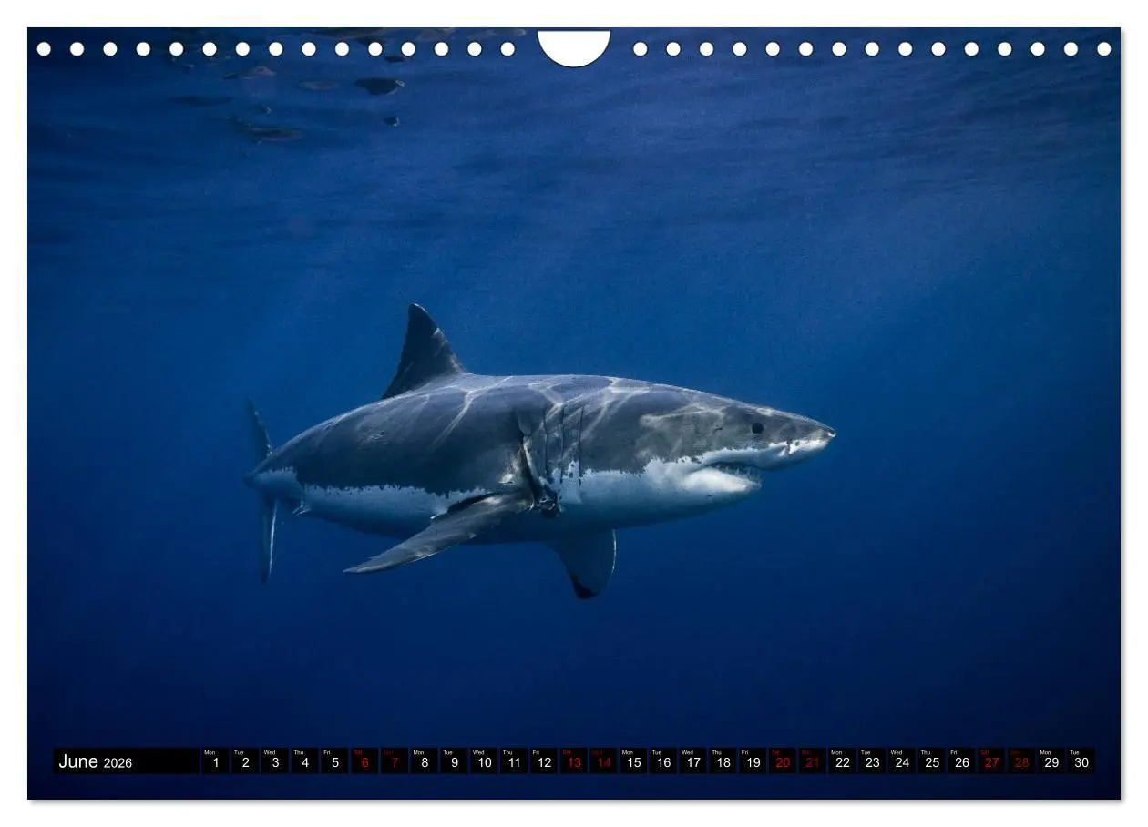 Bild: 9783516563153 | The Great White Shark: King of the Ocean (Wall Calendar 2026 DIN A4...