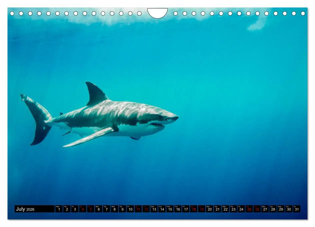 Bild: 9783516563153 | The Great White Shark: King of the Ocean (Wall Calendar 2026 DIN A4...