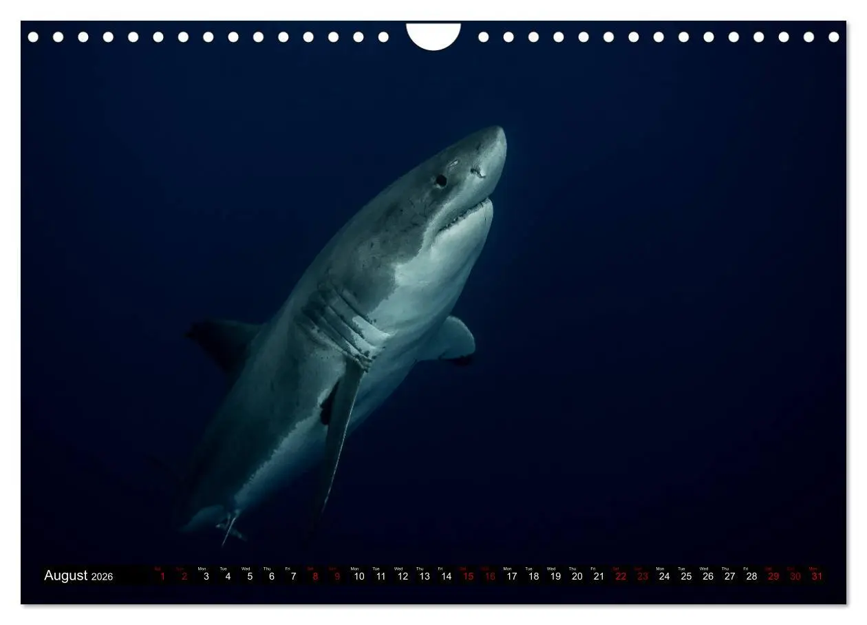 Bild: 9783516563153 | The Great White Shark: King of the Ocean (Wall Calendar 2026 DIN A4...