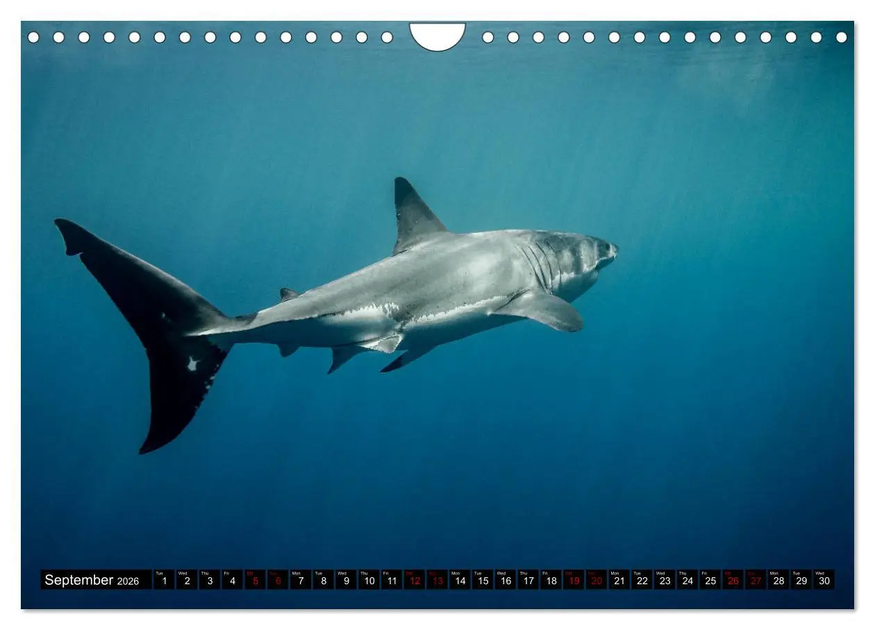 Bild: 9783516563153 | The Great White Shark: King of the Ocean (Wall Calendar 2026 DIN A4...