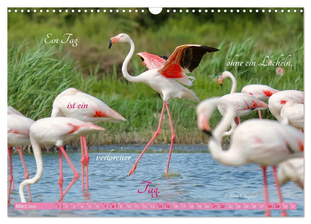 Bild: 9783457393253 | The Power Of Pink (Wandkalender 2026 DIN A3 quer), CALVENDO...