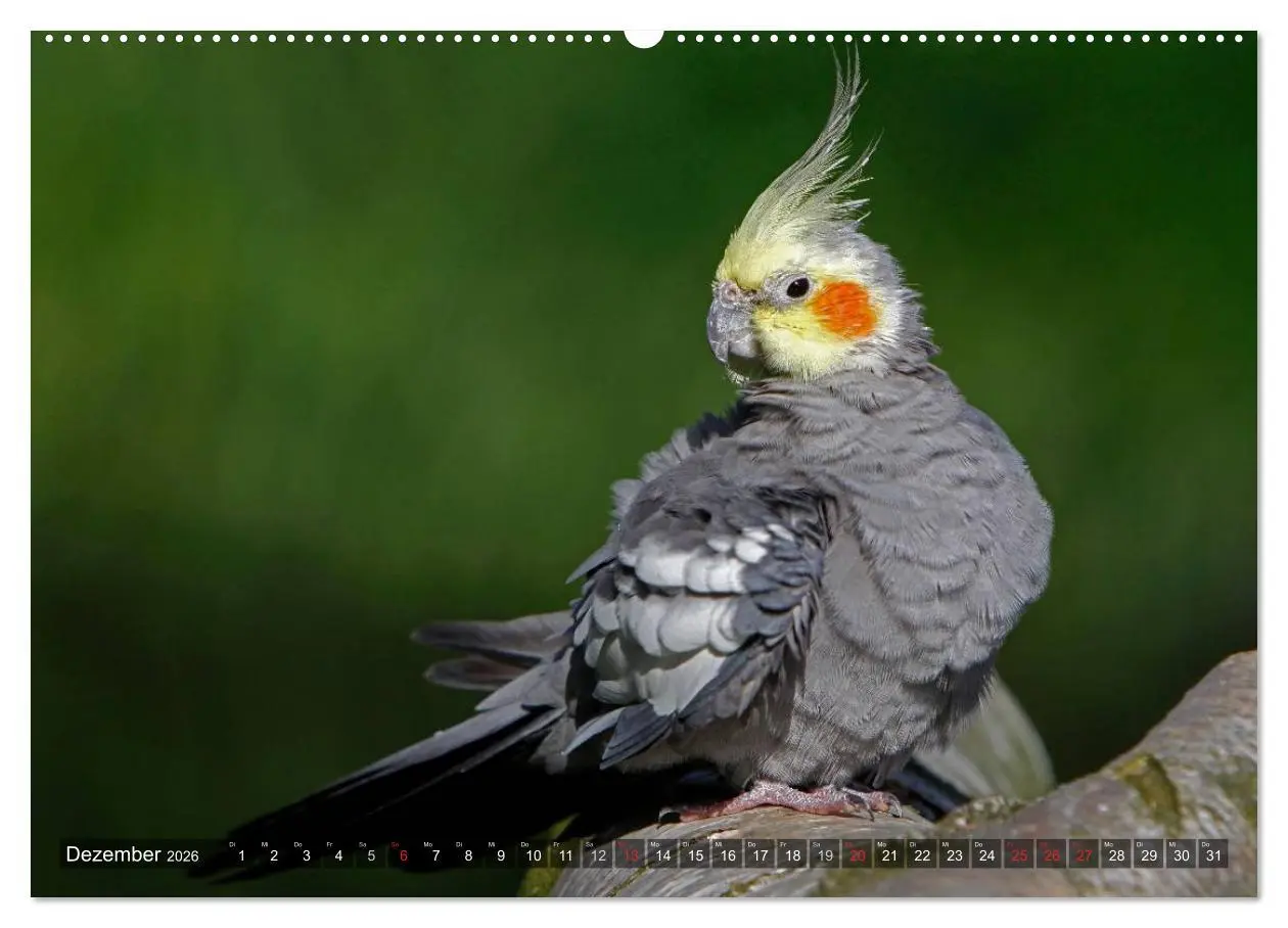Bild: 9783516173253 | Nymphensittiche (Wandkalender 2026 DIN A2 quer), CALVENDO...