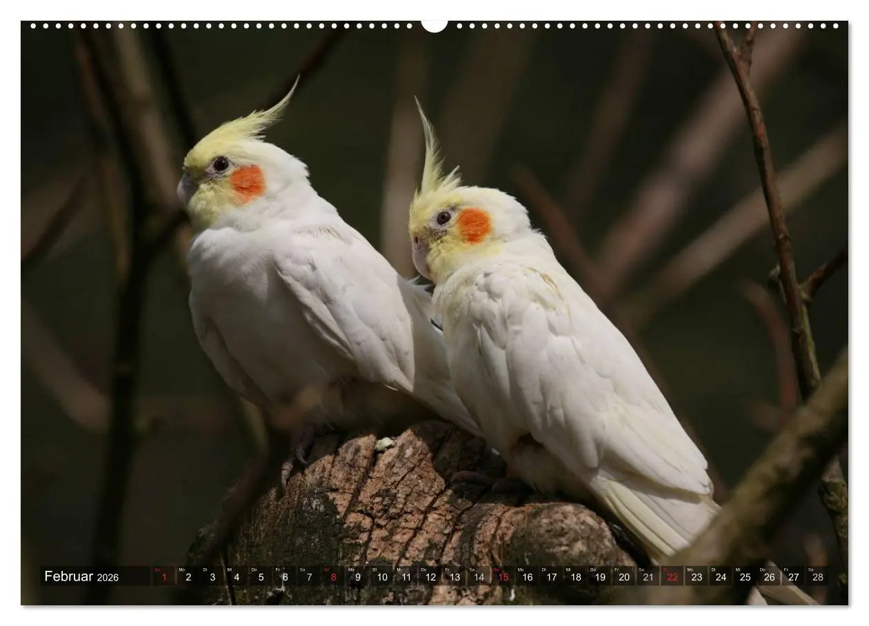 Bild: 9783516173253 | Nymphensittiche (Wandkalender 2026 DIN A2 quer), CALVENDO...
