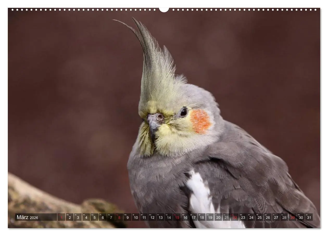 Bild: 9783516173253 | Nymphensittiche (Wandkalender 2026 DIN A2 quer), CALVENDO...