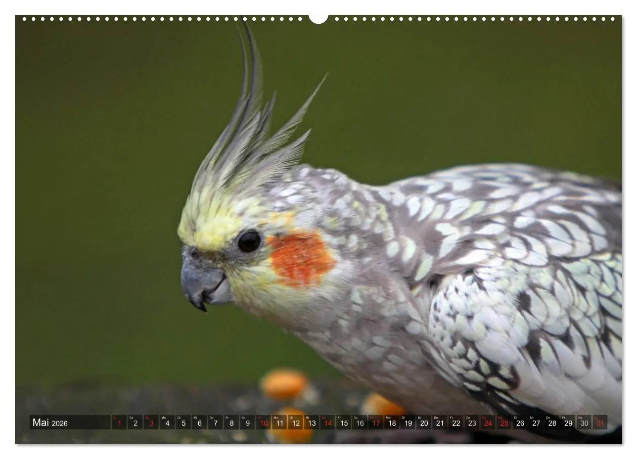 Bild: 9783516173253 | Nymphensittiche (Wandkalender 2026 DIN A2 quer), CALVENDO...