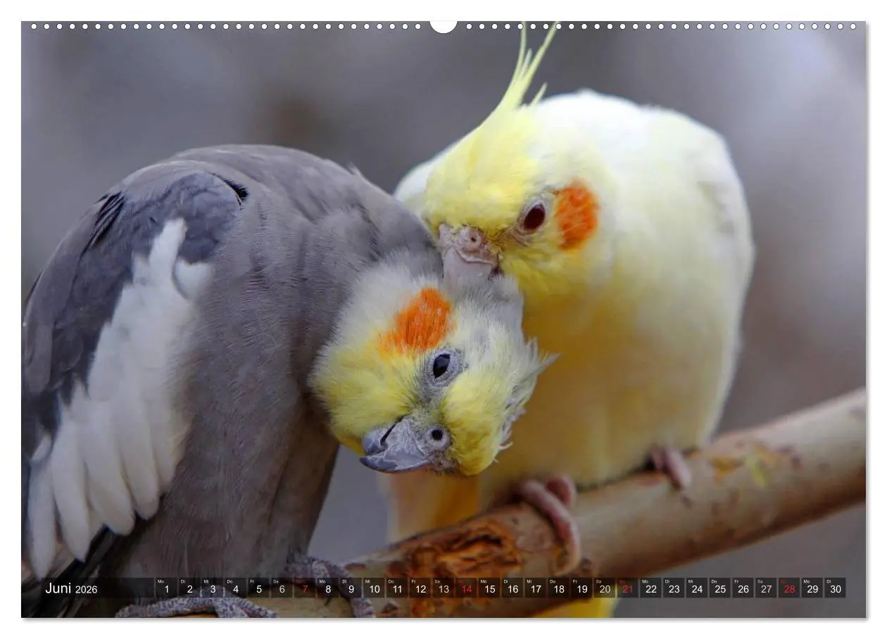 Bild: 9783516173253 | Nymphensittiche (Wandkalender 2026 DIN A2 quer), CALVENDO...