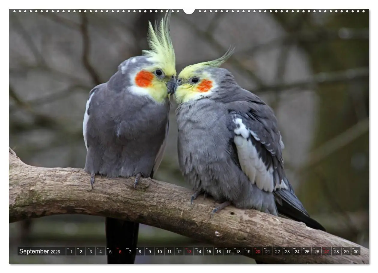 Bild: 9783516173253 | Nymphensittiche (Wandkalender 2026 DIN A2 quer), CALVENDO...