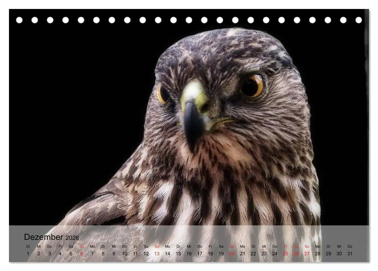 Bild: 9783516093353 | Falken und Greifvögel. Edle Jäger (Tischkalender 2026 DIN A5 quer),...