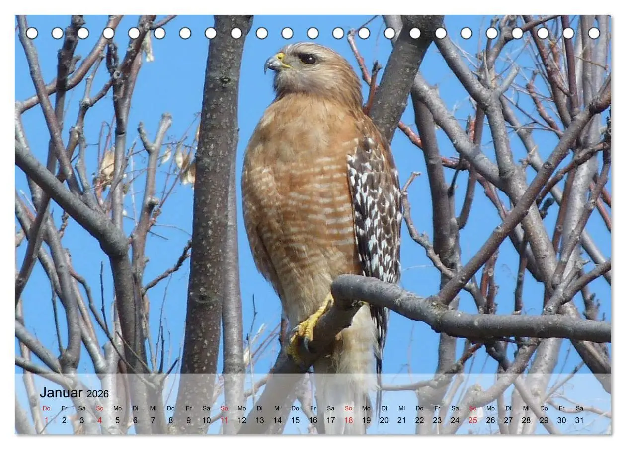 Bild: 9783516093353 | Falken und Greifvögel. Edle Jäger (Tischkalender 2026 DIN A5 quer),...