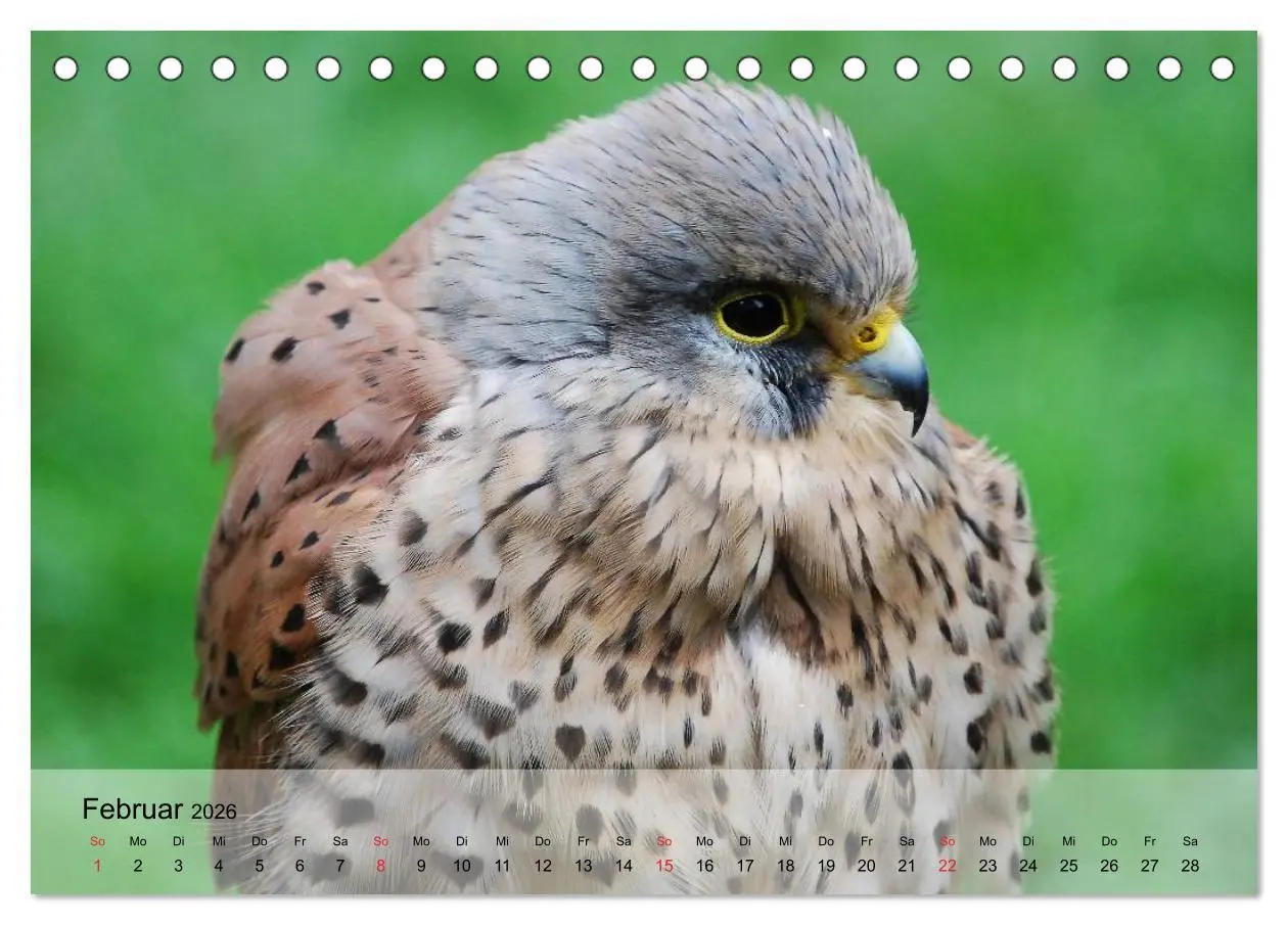 Bild: 9783516093353 | Falken und Greifvögel. Edle Jäger (Tischkalender 2026 DIN A5 quer),...