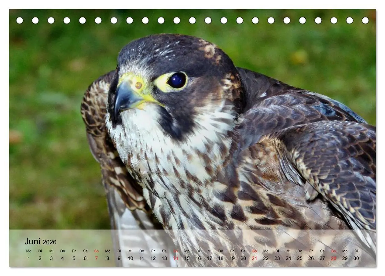 Bild: 9783516093353 | Falken und Greifvögel. Edle Jäger (Tischkalender 2026 DIN A5 quer),...