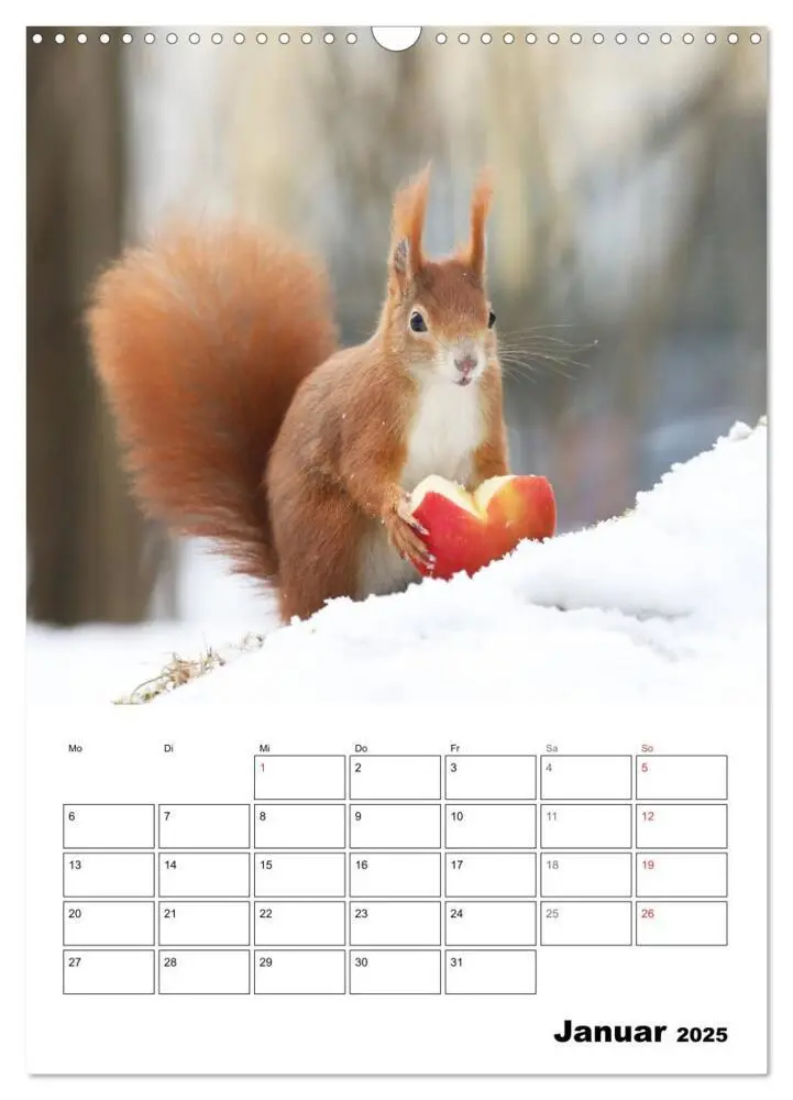 Bild: 9783435973453 | Die kleine Welt der Eichhörnchen in Regensburg (Wandkalender 2025...