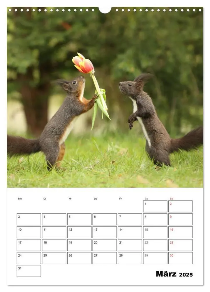 Bild: 9783435973453 | Die kleine Welt der Eichhörnchen in Regensburg (Wandkalender 2025...
