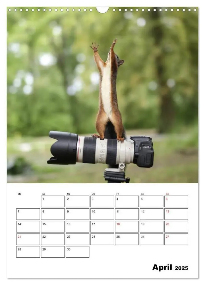 Bild: 9783435973453 | Die kleine Welt der Eichhörnchen in Regensburg (Wandkalender 2025...