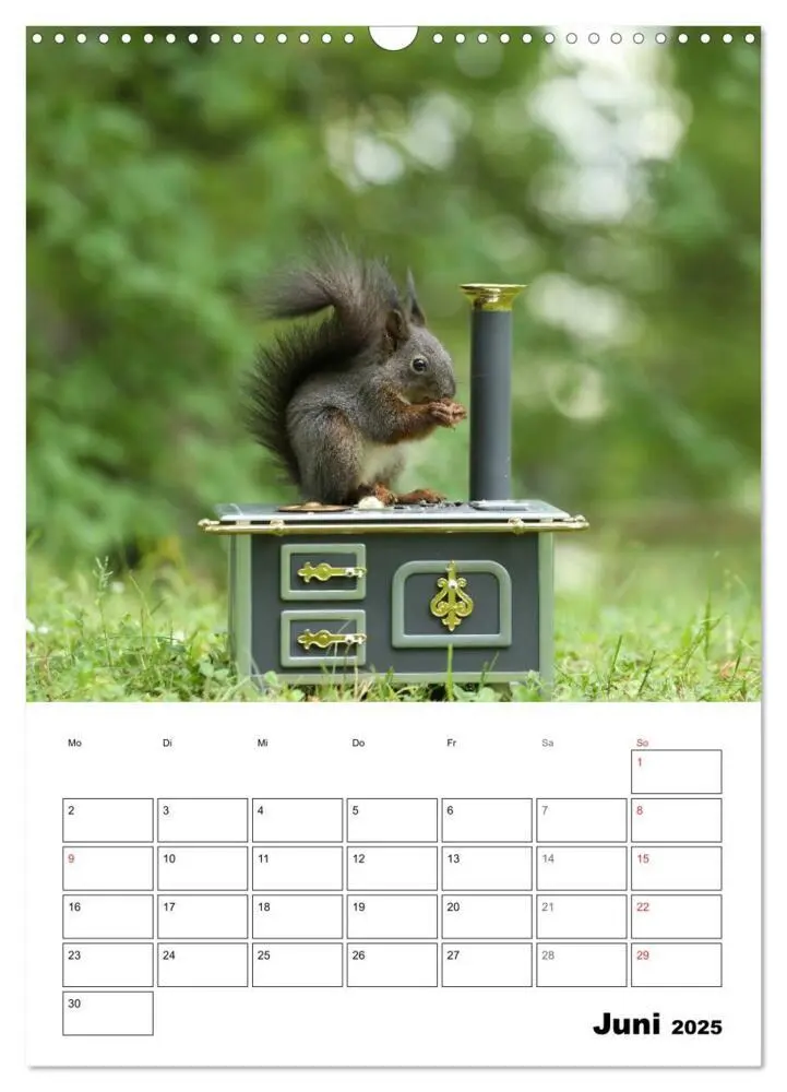 Bild: 9783435973453 | Die kleine Welt der Eichhörnchen in Regensburg (Wandkalender 2025...