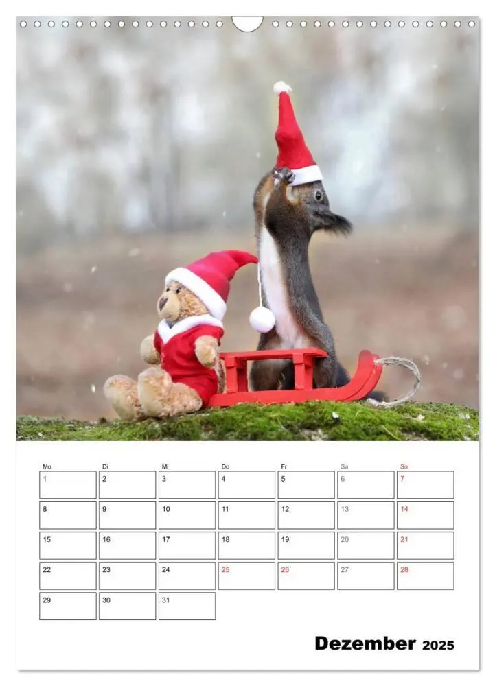 Bild: 9783435973453 | Die kleine Welt der Eichhörnchen in Regensburg (Wandkalender 2025...
