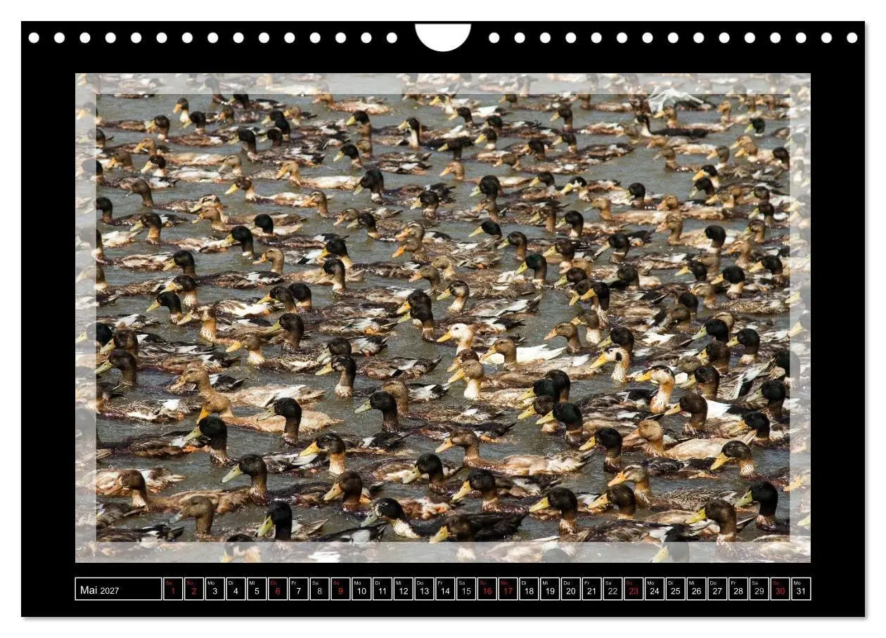 Bild: 9783594043653 | Kerala - Impressionen aus Südindien (Wandkalender 2027 DIN A4...