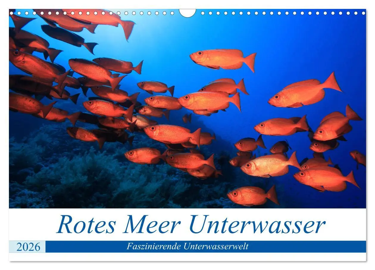 Cover: 9783457723753 | Rotes Meer Unterwasser (Wandkalender 2026 DIN A3 quer), CALVENDO...
