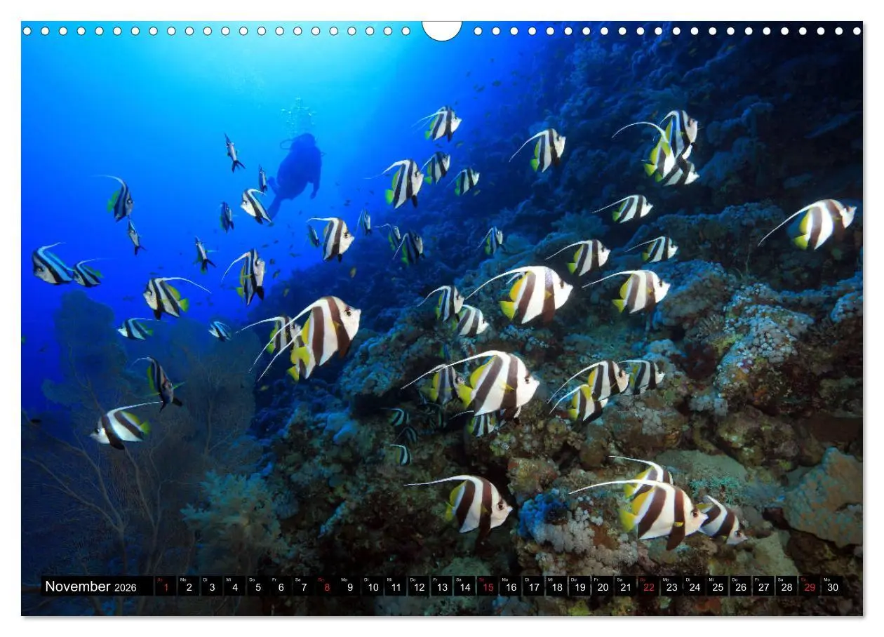 Bild: 9783457723753 | Rotes Meer Unterwasser (Wandkalender 2026 DIN A3 quer), CALVENDO...