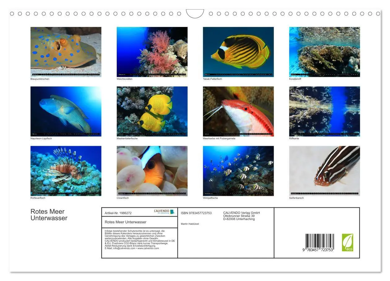 Bild: 9783457723753 | Rotes Meer Unterwasser (Wandkalender 2026 DIN A3 quer), CALVENDO...